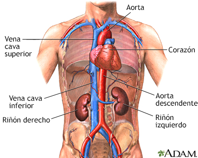 Función renal