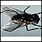 Mosca