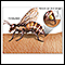 Picaduras de insectos y alergias