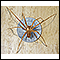 Araña reclusa parda