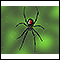 Araña viuda negra