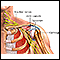 Articulación del hombro