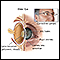 Anatomía de un ojo envejecido