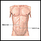 Abdomen externo normal