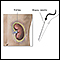 Biopsia renal